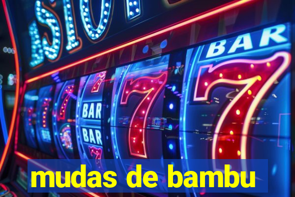 mudas de bambu