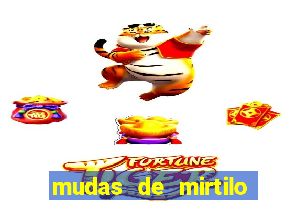 mudas de mirtilo em porto alegre